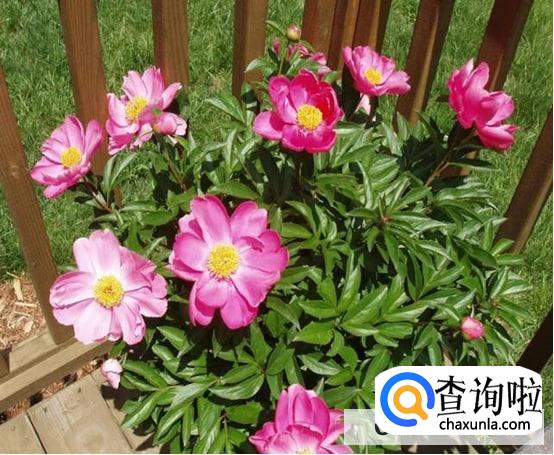 芍药的栽培方法是怎么样的