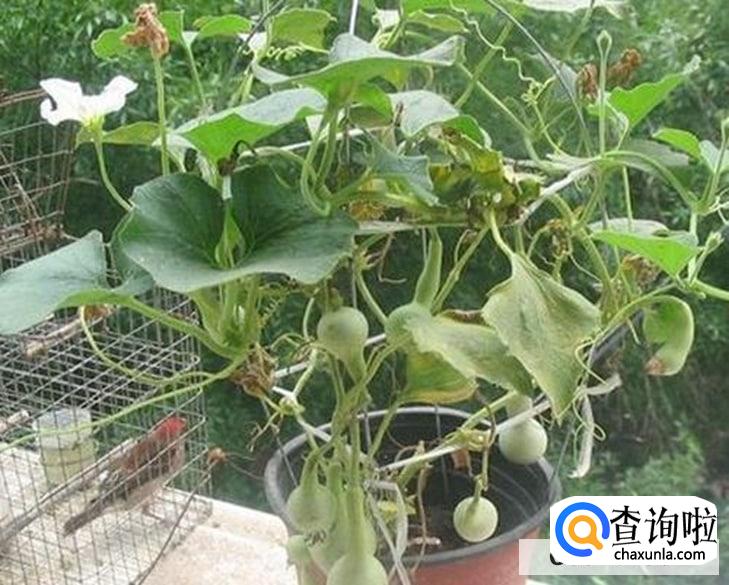 盆栽手捻葫芦种植时间和方法是怎么样的