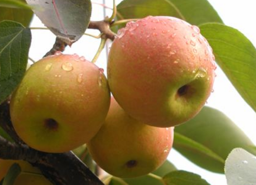 梨的功效与作用