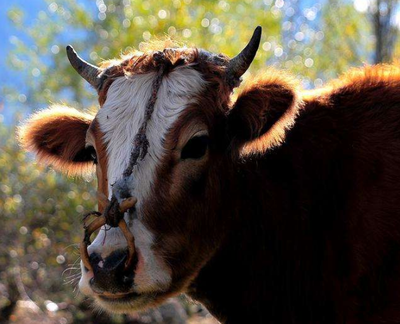 执牛耳是什么意思