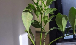 米兰花的种植方法和注意事项