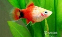 怎样鉴别月光鱼的雌雄? 怎样繁殖月光鱼