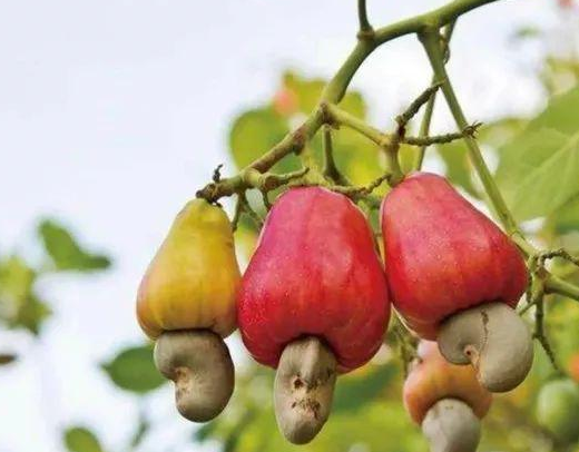 腰果的产地是哪里？