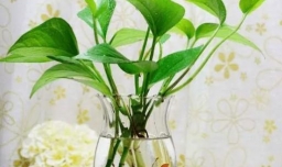 绿萝的养殖方式