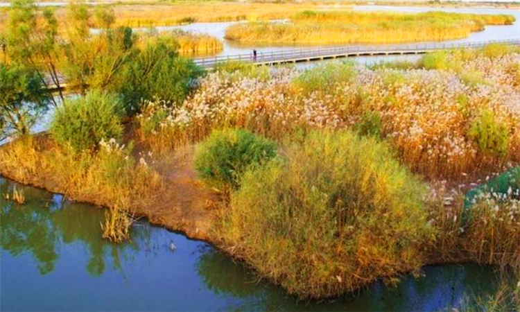 黄河入海口在哪里