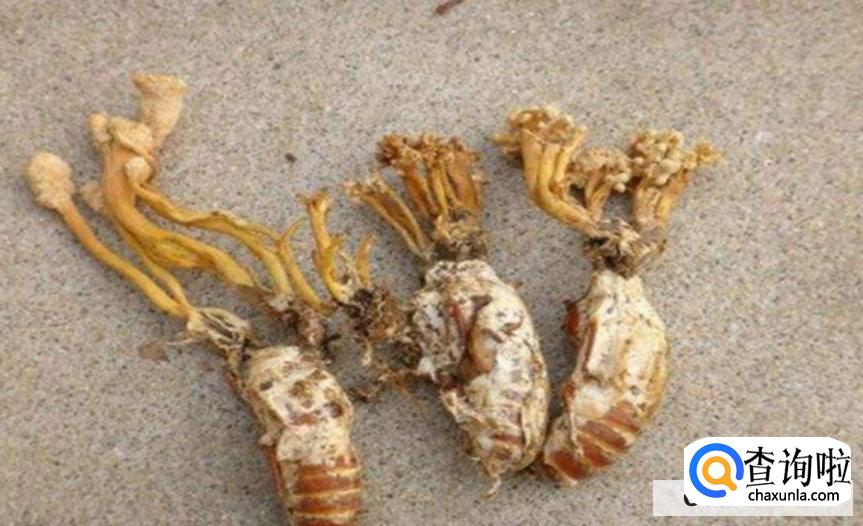 知了花怎么吃较好吃