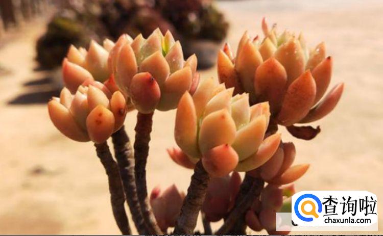 多肉怎么养才能活的更久?