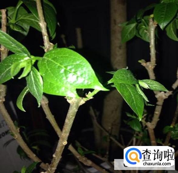 腊梅叶子发蔫了处理方法