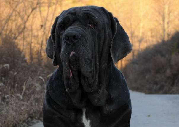 世界十大名犬排行榜