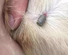 狗狗被蜱虫咬了该怎么办
