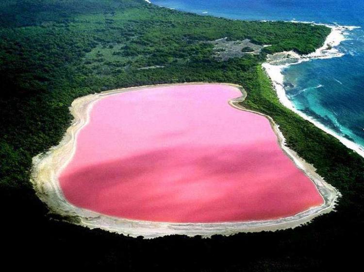 塞内加尔的玫瑰湖为什么是粉色的