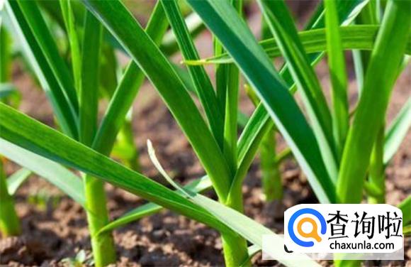 想吃大蒜苗怎么种植