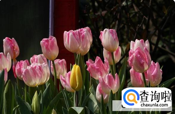 养郁金香需要注意什么