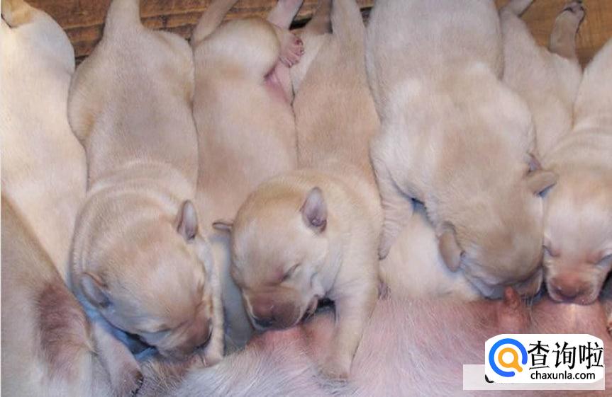 刚满月的小狗该怎么养