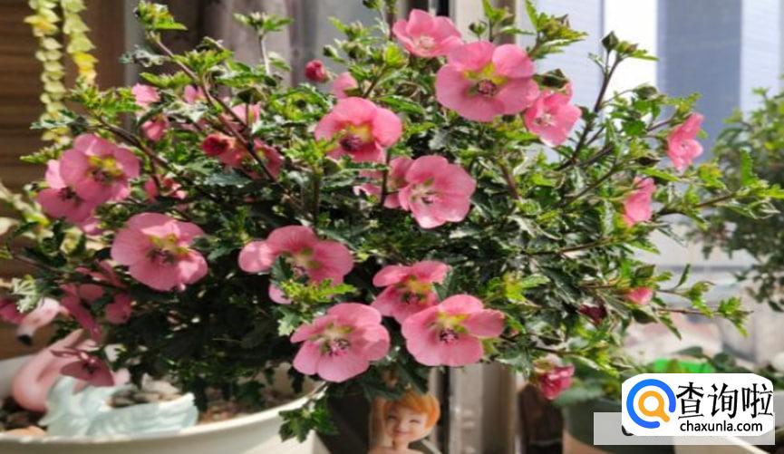养花的知识和技巧