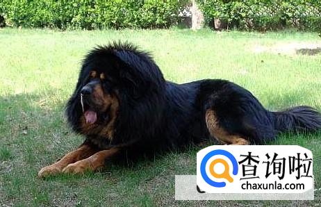 藏獒为啥不能养