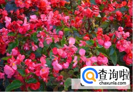 龙翅海棠的养殖的注意事项