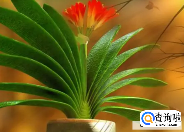 君子兰繁殖的方法常用的有