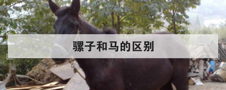 骡子和马的区别
