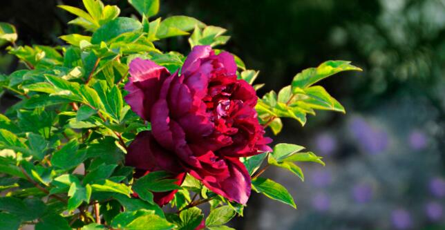 花中之王指的是什么花