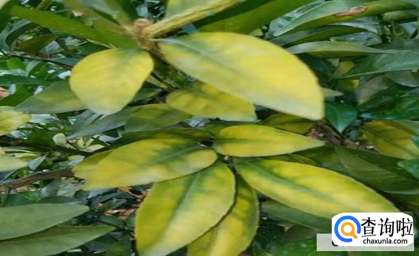 桔子树黄叶落叶怎么办合适