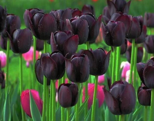 自然界黑色的花有哪些