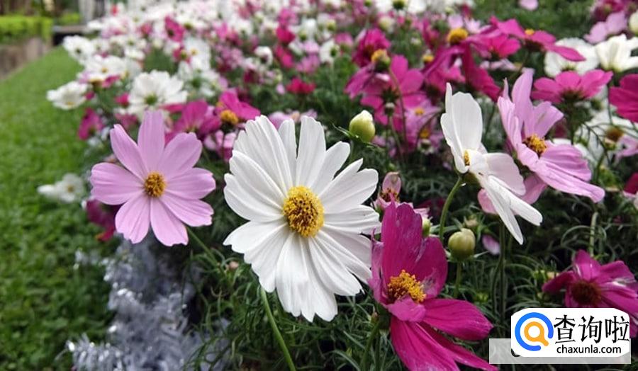 波斯菊种子怎样播种