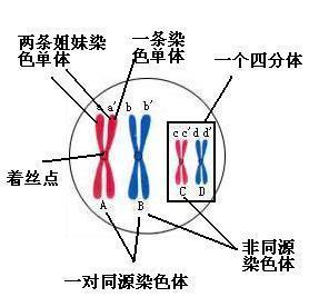 姐妹染色单体和染色单体的区别