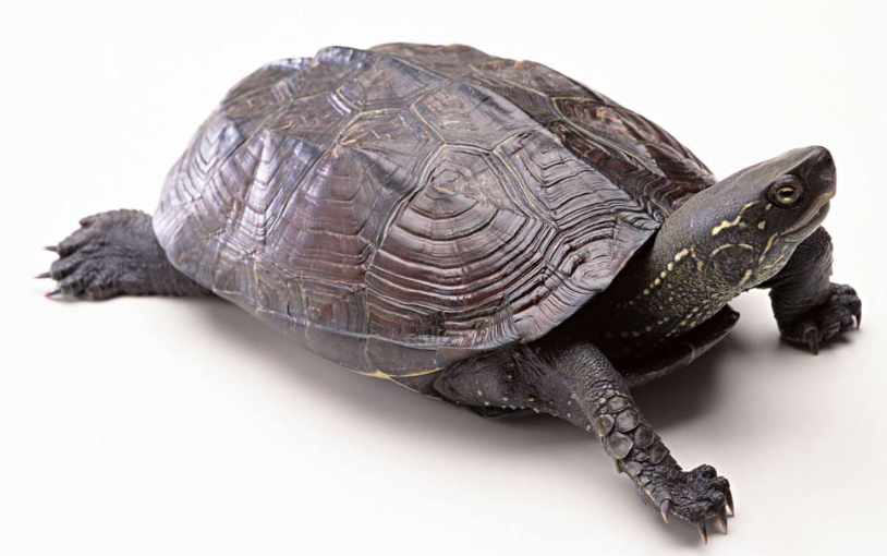 乌龟冬天怎么养