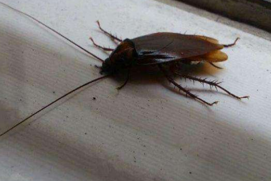 蟑螂是怎么形成的