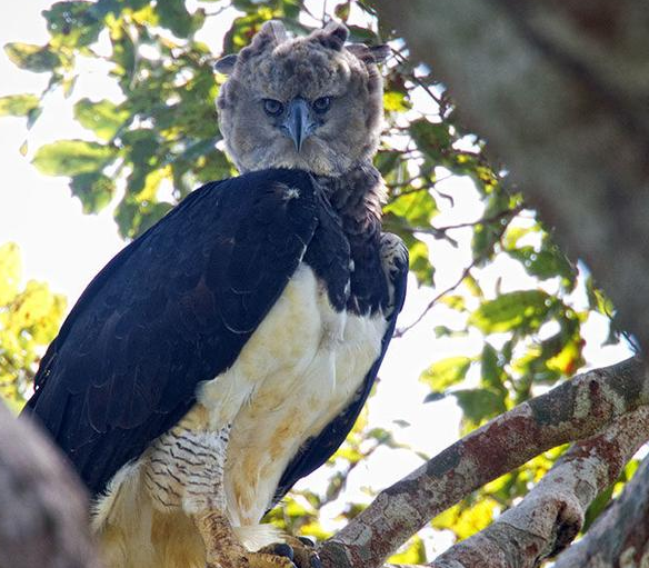 世界上最大的鸟