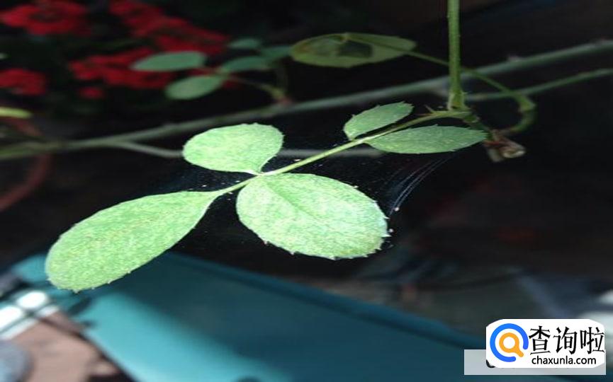 月季花上有黑色的虫子处理方法