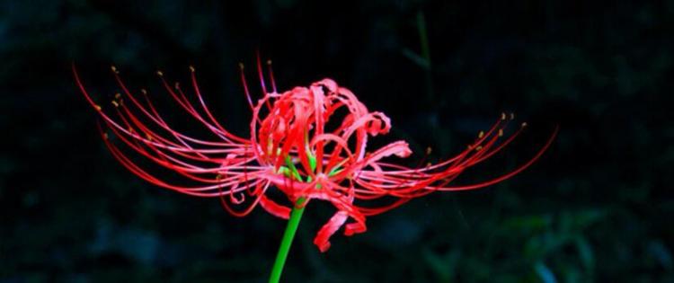 曼珠沙华的花语是什么