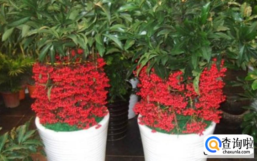 金玉满堂叶子发黄掉叶子怎么办