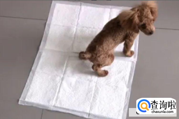 小狗怎么训练不在屋里大小便