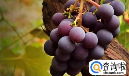 葡萄的独特功效是什么 葡萄有哪些品种