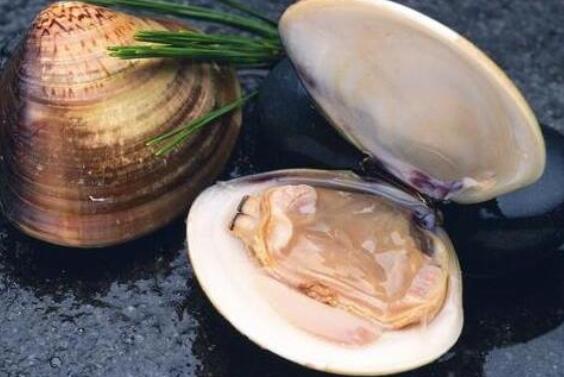 河蚌吃什么