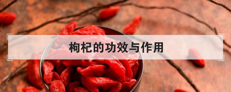 枸杞的功效与作用