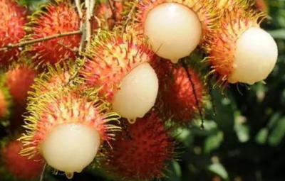 马来西亚盛产什么特产