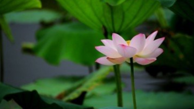 出淤泥而不染的下句是什么