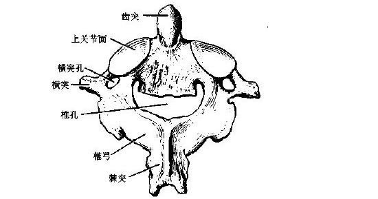 扭脖子杀人原理