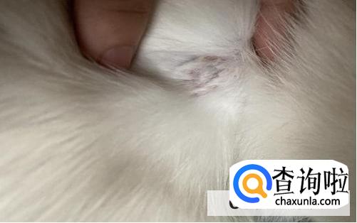 幼猫猫藓怎么办