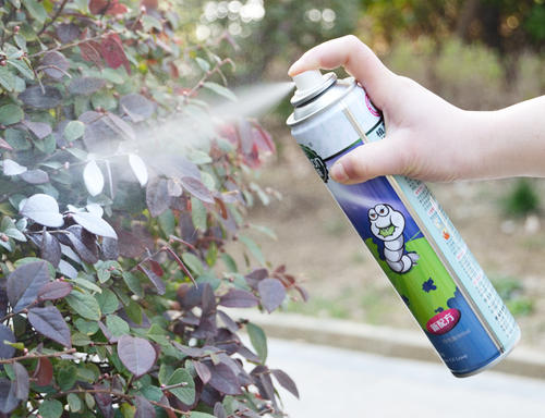 床垫子生小黑虫怎么消除