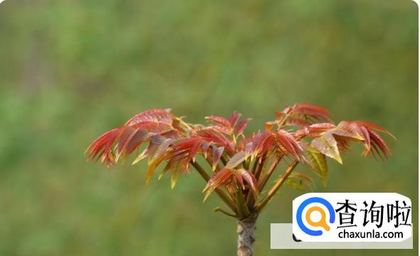 香椿怎么种植技术