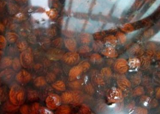 桃核什么时候采摘可以做成手串