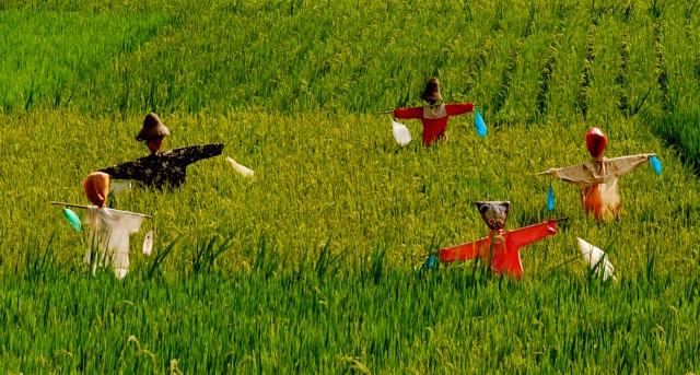 稻草人具有什么样的品质