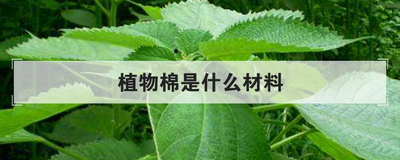 植物棉是什么材料