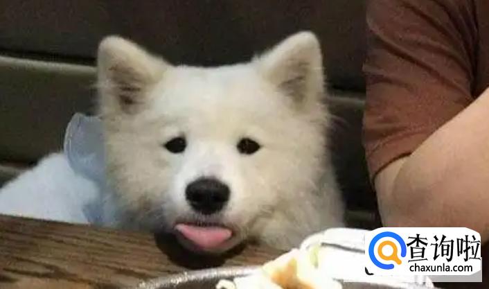 小狗肺炎治疗最佳方法