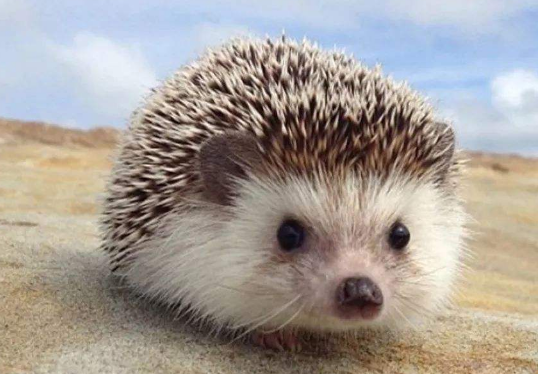 什么动物睡觉方式很有趣