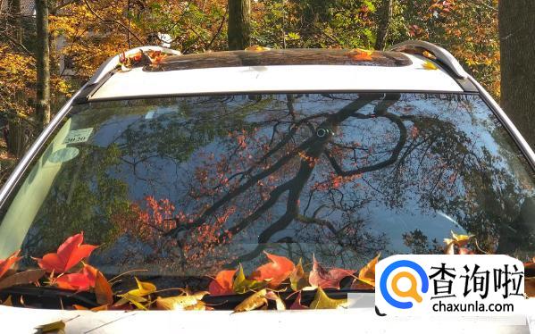 车上经常有落叶，需要及时清理吗